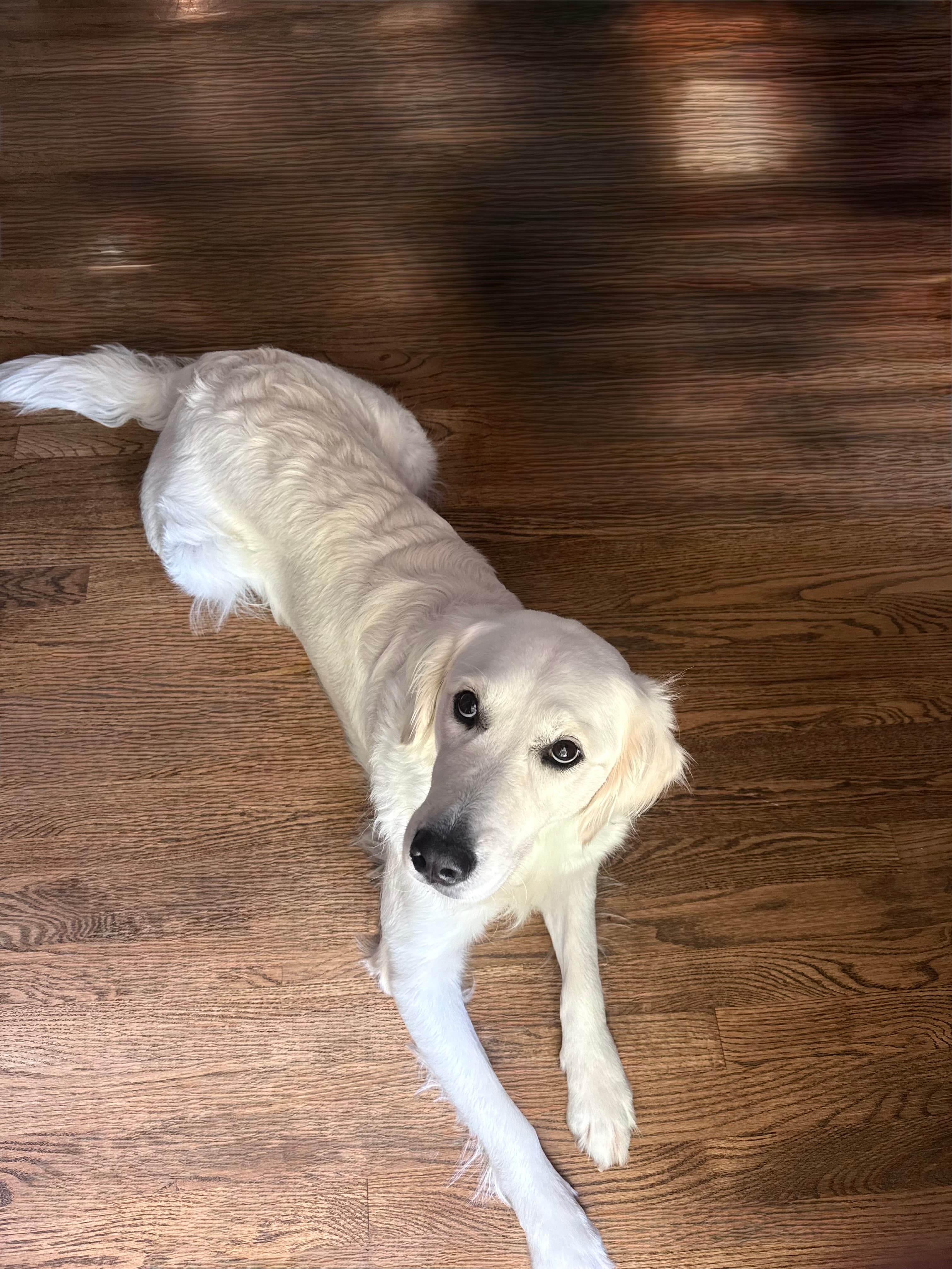 Hopeful Queen of Hearts