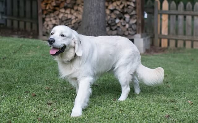 Old Charmer Bos Evangelinas of Creekside Goldens